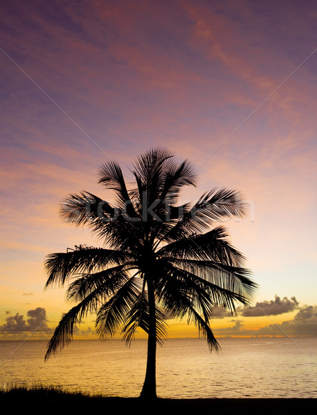 Gün batımı caribbean deniz Barbados ağaç manzara Stok fotoğraf © phbcz