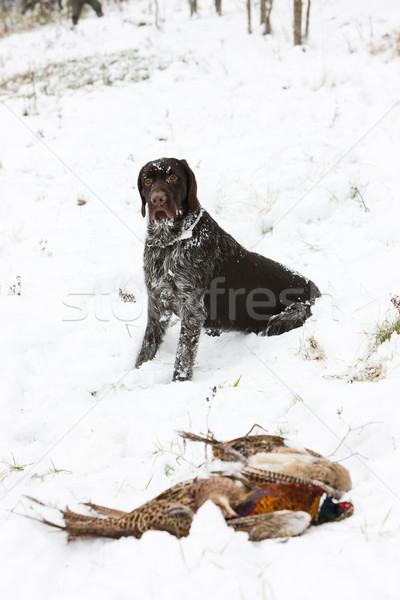 [[stock_photo]]: Chien · de · chasse · neige · jeu · séance · animal