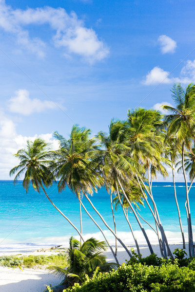 Fondo Barbados Caraibi albero panorama mare Foto d'archivio © phbcz