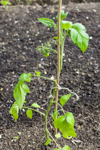 Foto stock: Planta · de · semillero · tomate · verde · agricultura · suelo · aire · libre