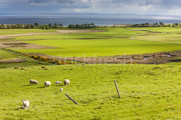 landscape with sheep near Crackaig, Highlands, Scotland Stock photo © phbcz
