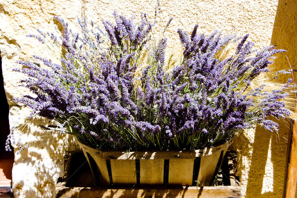 bunch of lavenders, Aiguines, Var Departement, Provence, France Stock photo © phbcz
