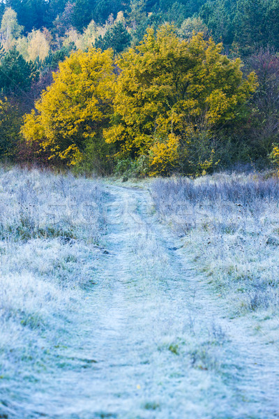 frosted autumnal meadow Stock photo © phbcz