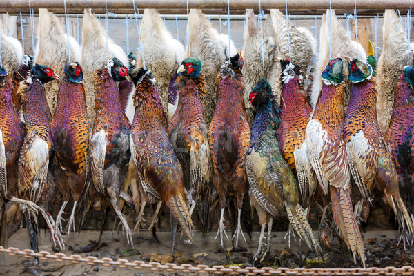 excludes of caught pheasants Stock photo © phbcz