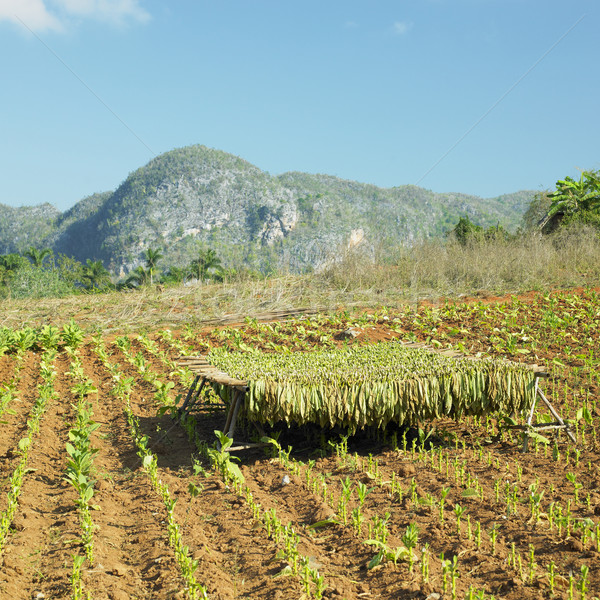 Tytoń zbiorów dziedzinie pozostawia roślin rolnictwa Zdjęcia stock © phbcz