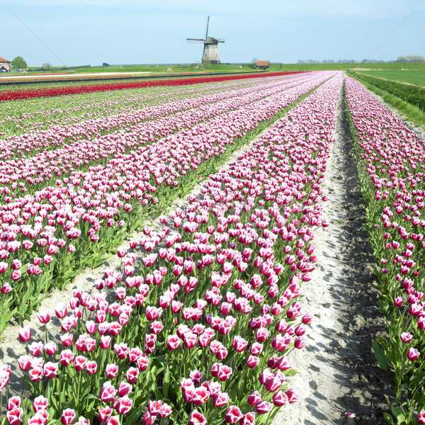 Stock fotó: Szélmalom · tulipán · mező · Hollandia · virágok · tavasz