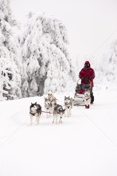 sledge dogging, Sedivacek's long, Czech Republic Stock photo © phbcz