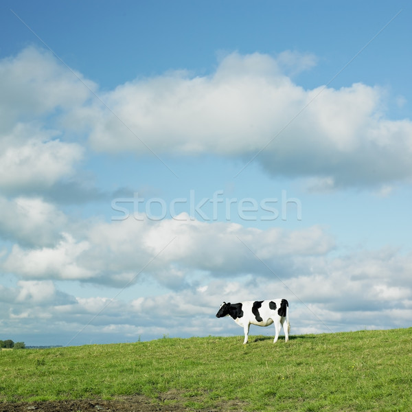 cow, County Kilkenny, Ireland Stock photo © phbcz
