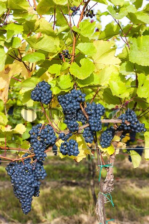 vineyard, Sedlec, Czech Republic Stock photo © phbcz