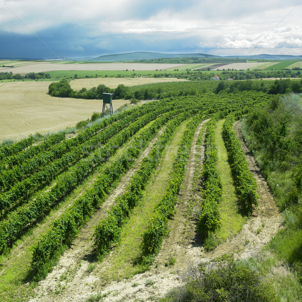 vineyard, Eko Hnizdo, Czech Republic Stock photo © phbcz