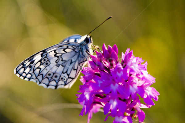 butterfly with flower, D Stock photo © phbcz