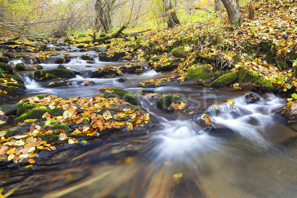 brook in autumn, Slovakia Stock photo © phbcz