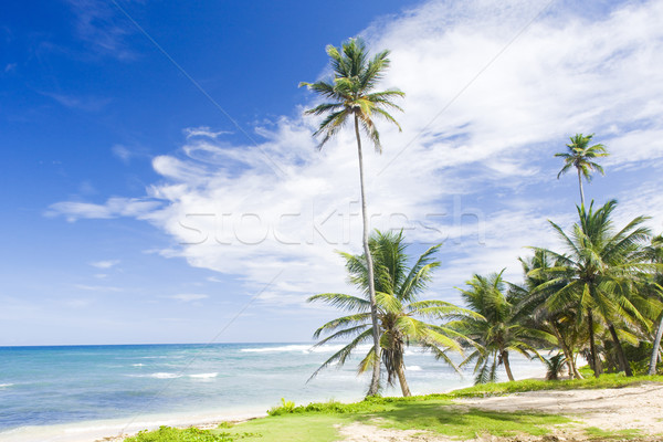 Stock photo: Bathsheba, Eastern coast of Barbados, Caribbean