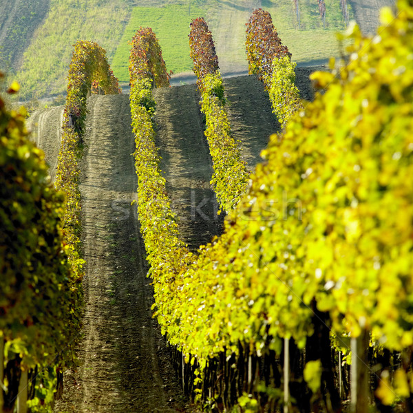 Stock photo: vineyards in Cejkovice region, Czech Republic