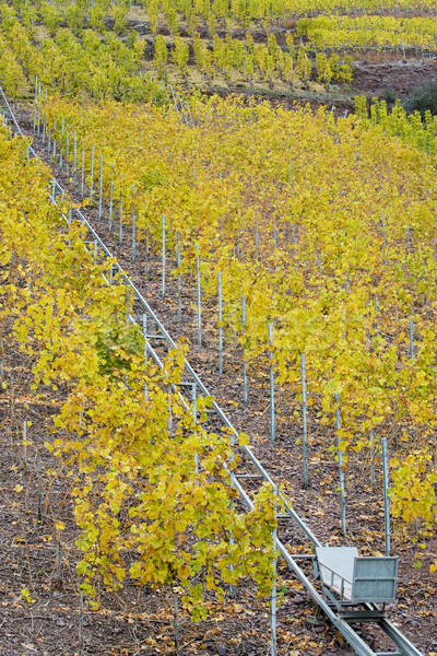 vineyards in Moselle River Valley, Rheinland Pfalz, Germany Stock photo © phbcz
