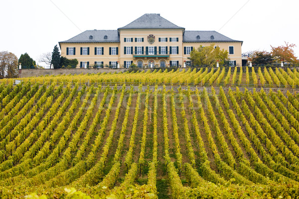Johannisberg Castle with vineyard, Hessen, Germany Stock photo © phbcz