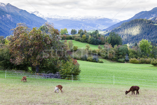 Alps landscape with alpacas near Filisur, canton Graubunden, Swi Stock photo © phbcz