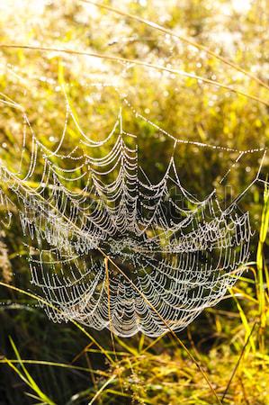 Toile d'araignée prairie herbe nature usine extérieur [[stock_photo]] © phbcz