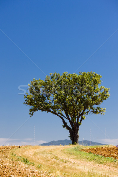 Stock photo: lonely tree, Provence, France