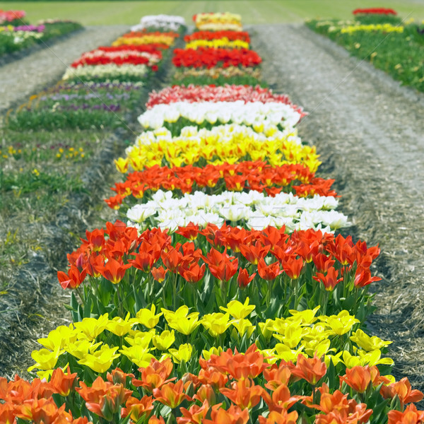 Giardino Paesi Bassi fiori primavera impianti tulipani Foto d'archivio © phbcz