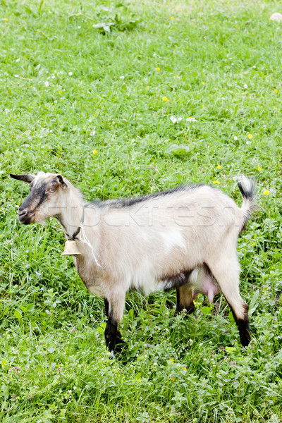 goat on meadow Stock photo © phbcz