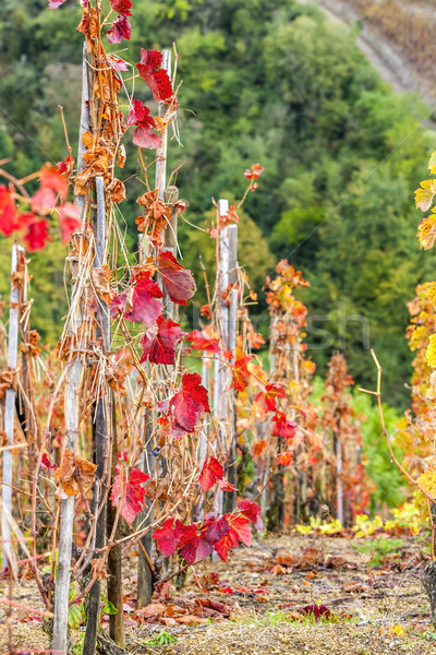 Stock photo: grand cru vineyard of Cote Rotie, Rhone-Alpes, France