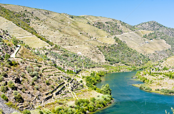 Douro Valley, Portugal Stock photo © phbcz