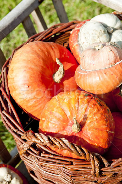 still life of pumpkins Stock photo © phbcz