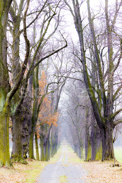 Herbstlich Gasse Baum Anlage Weg fallen Stock foto © phbcz