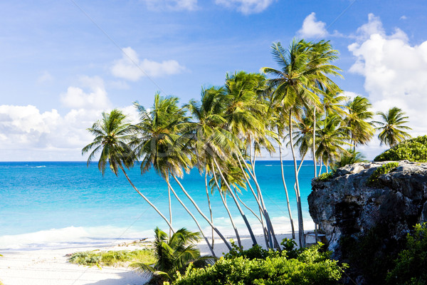 Unterseite Barbados Karibik Baum Landschaft Meer Stock foto © phbcz