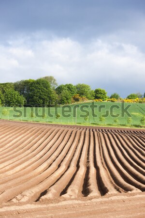 Panorama campo Scozia Europa suolo scenario Foto d'archivio © phbcz
