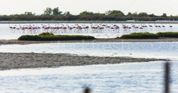 flamingos in Camargue, Provence, France Stock photo © phbcz