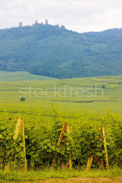 ruins of castle and vineyards near Eguishem, Alsace, France Stock photo © phbcz