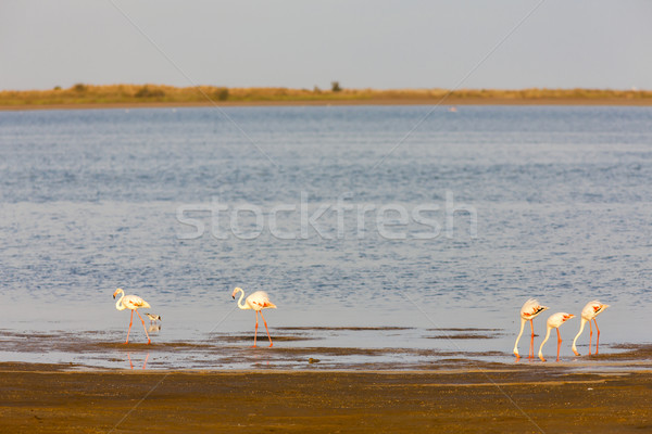 flamingos in Camargue, Provence, France Stock photo © phbcz