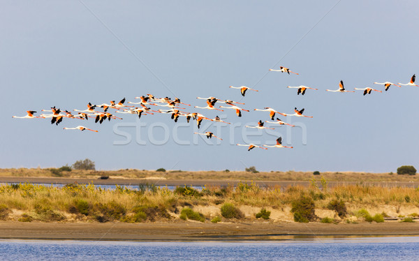 flamingos in Camargue, Provence, France Stock photo © phbcz