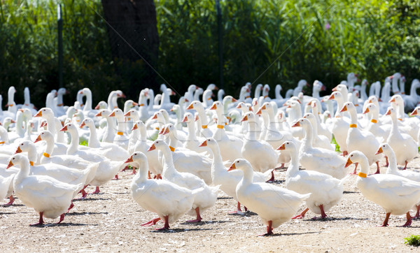 Liba farm Csehország madár vidék mezőgazdaság Stock fotó © phbcz