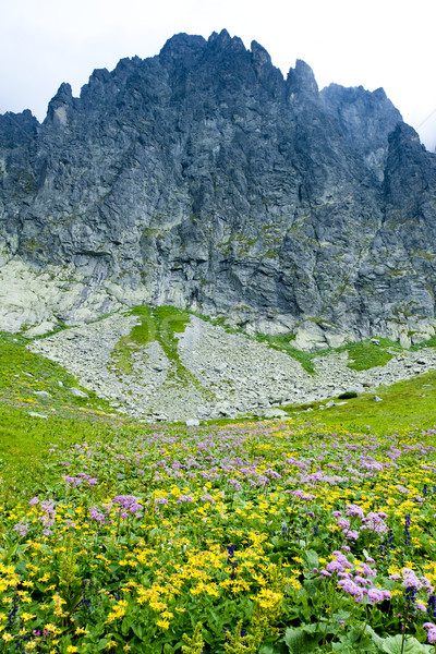 Alto Eslovaquia flor paisaje planta parque Foto stock © phbcz