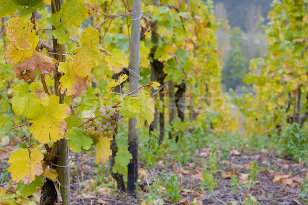 vineyards near Pommern, Rheinland Pfalz, Germany Stock photo © phbcz