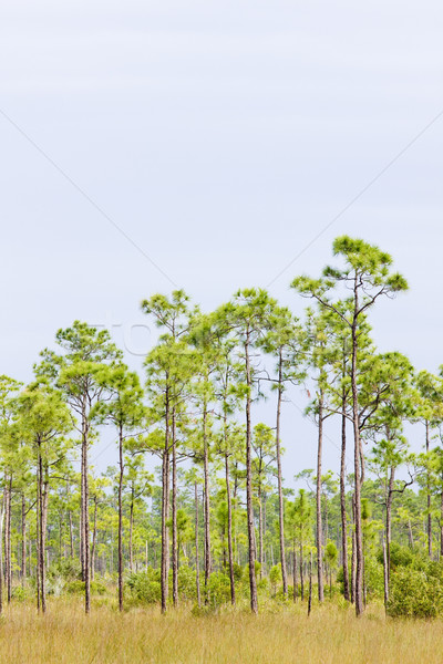 Everglades National Park, Florida, USA Stock photo © phbcz
