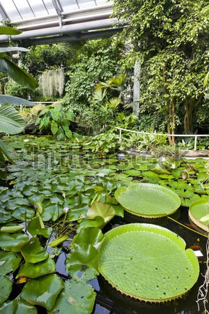 Jardim botânico Praga República Checa folha verde planta Foto stock © phbcz