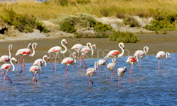 flamingos, Parc Regional de Camargue, Provence, France Stock photo © phbcz