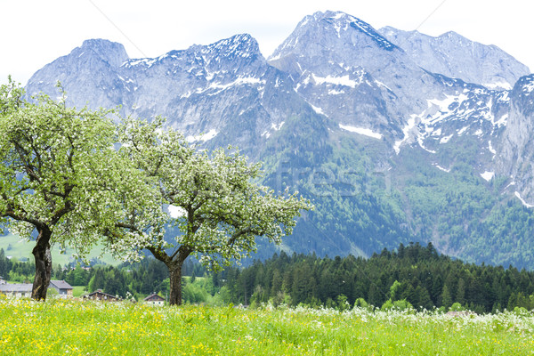 Austrian Alps near Hallstatt, Upper Austria, Austria Stock photo © phbcz