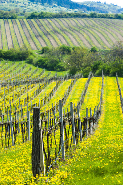 Tavasz déli Csehország tájkép Európa mezőgazdaság Stock fotó © phbcz