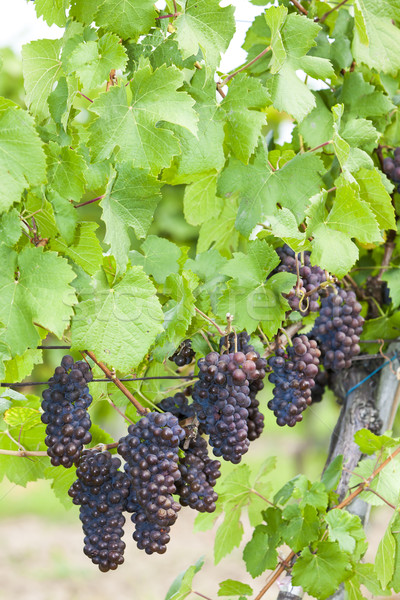 grapes in vineyard (pinot gris), Southern Moravia, Czech Republi Stock photo © phbcz