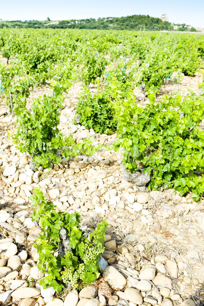 vineyards near Chateauneuf-du-Pape, Provence, France Stock photo © phbcz