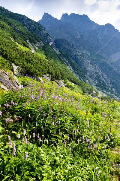Great Cold Valley, Vysoke Tatry (High Tatras), Slovakia Stock photo © phbcz
