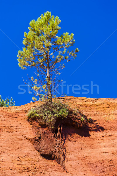 Zdjęcia stock: Colorado · Francja · drzewo · podróży · rock · Europie
