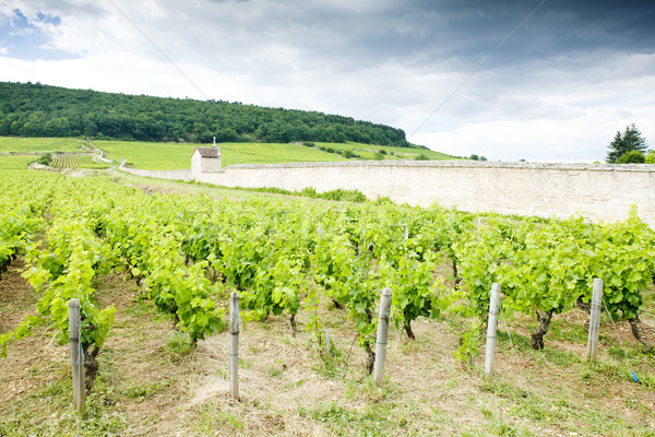 vineyards near Gevrey-Chambertin, Cote de Nuits, Burgundy, Franc Stock photo © phbcz