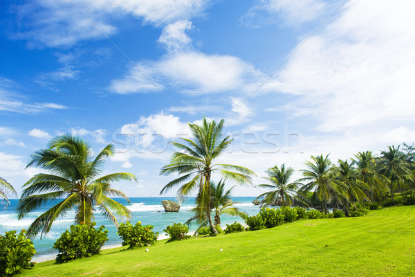 Bathsheba, East coast of Barbados, Caribbean Stock photo © phbcz