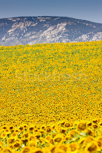 Stock photo: sunflower field, Provence, France